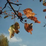 Осенний этюд