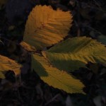 Листья ольхи в сумерках