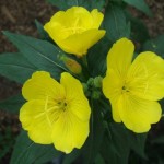 Три желтых цветка