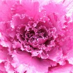 Розовая декоративная капуста