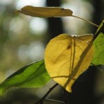 Желтый лист, зеленый лист