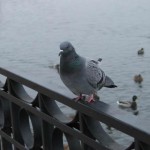 Серый голубь, серый забор, серая река
