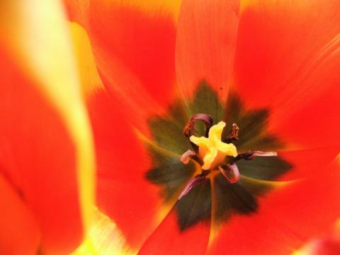 Макросъемка тюльпана