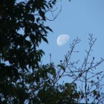 Луна над ветками деревьев