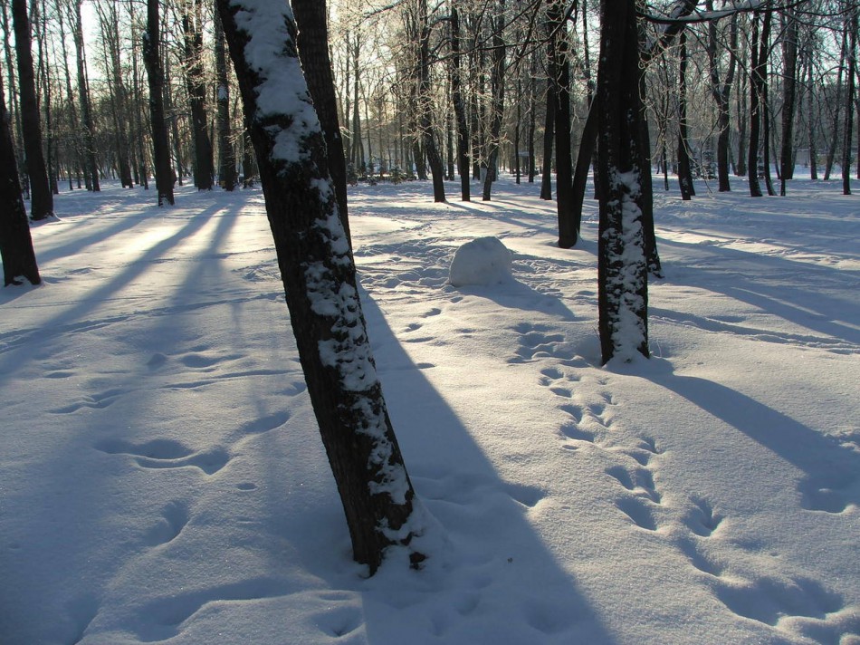 Деревья, снег и тропинки следов