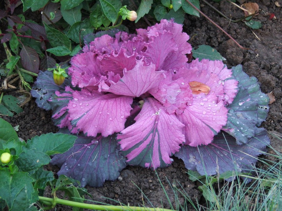 розово-фиолетовая капуста