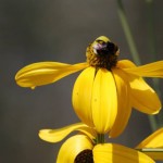 Желтый цветок и шмель