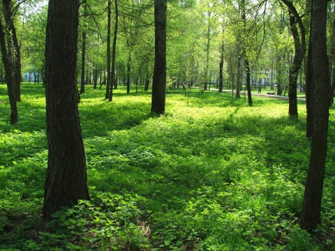зеленый парк