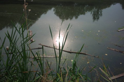 отражение Солнца в пруду
