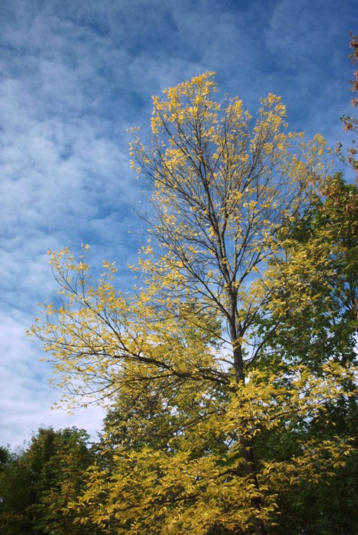 желтое дерево, синее небо