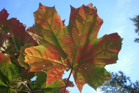 красно-зеленый кленовый листок