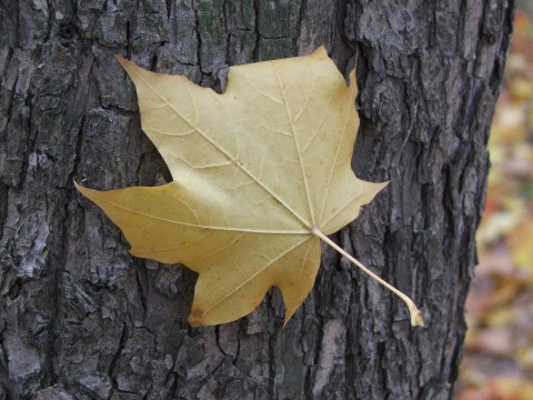 желтый кленовый лист на фоне ствола дерева