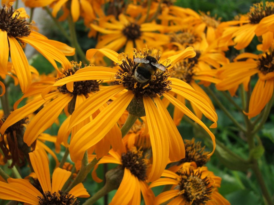 фотография пчелы на оранжевом цветке