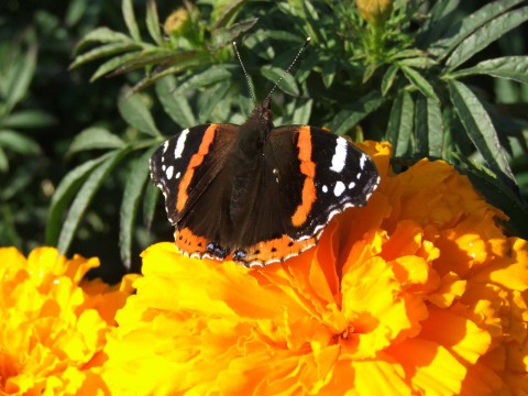 бабочка с оранжевой полосой