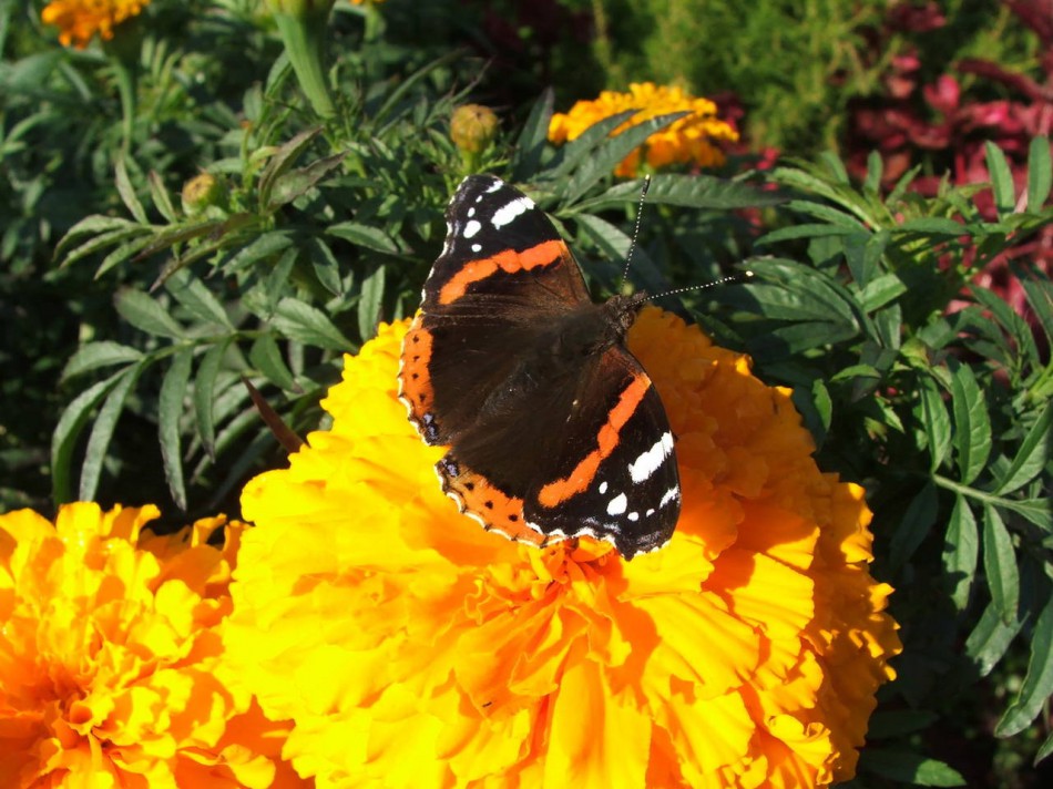 фотография бабочки на оранжевом цветке