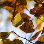 Листья и тени