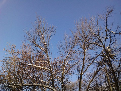 синее небо зимы