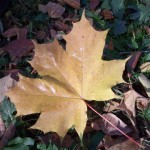 Кленовый лист в траве