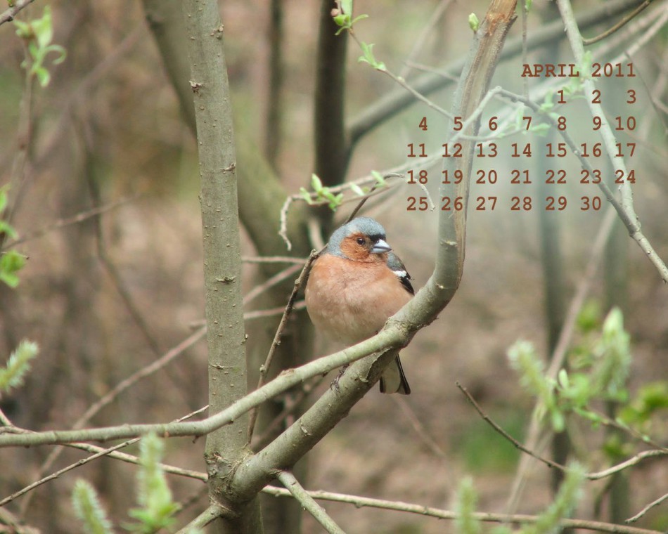 обои на апрель 2011 - птица в лесу возле Кусково