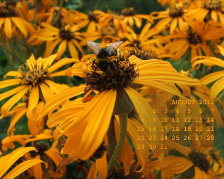 обои-календарь на август 2011 - оранжево-желтые цветы