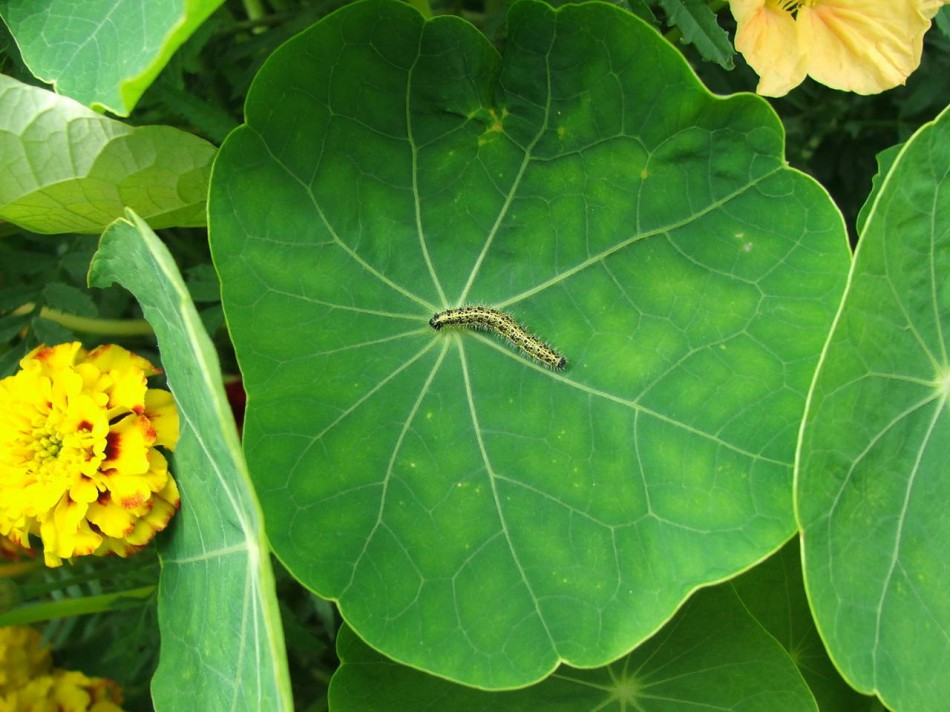 гусеница на большом зеленом листе