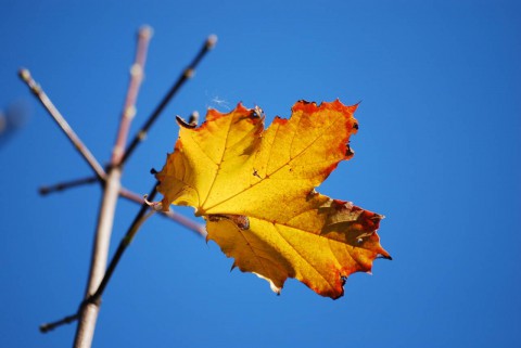желтый лист осенний