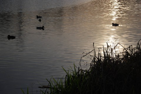утки на реке Яузе ноябрьским вечером
