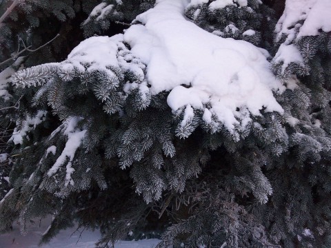 снег на ветвях