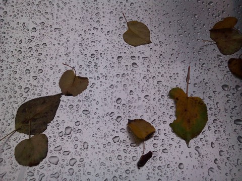 листья и большие капли дождя