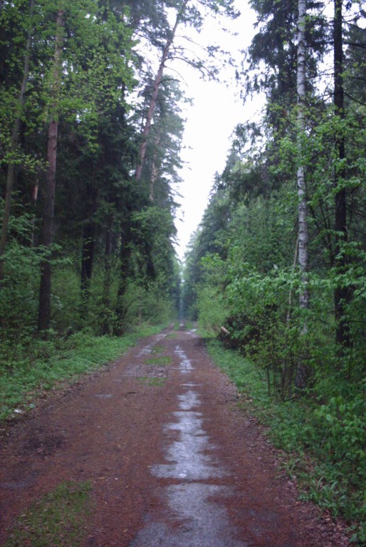 мокрая дорога в подмосковном лесу