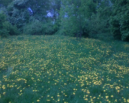 цветы в траве