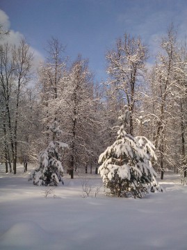 снежный пейзаж с деревьями