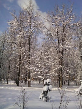 снегом занесенный парк
