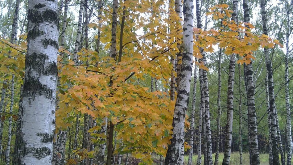 клен и березы в осеннем лесу в Королёве