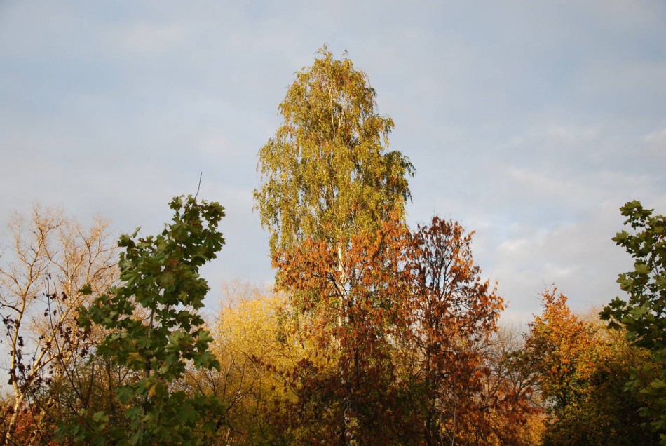 осенние деревья фото