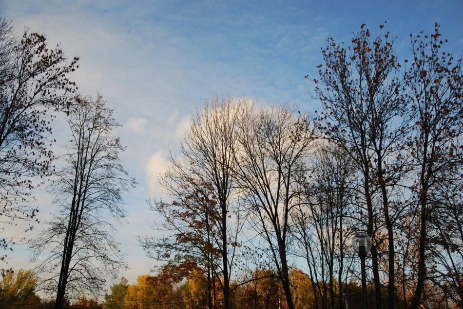 голые деревья фото