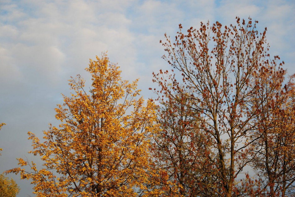 осенние деревья фото