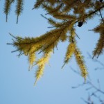 Желтая лиственница