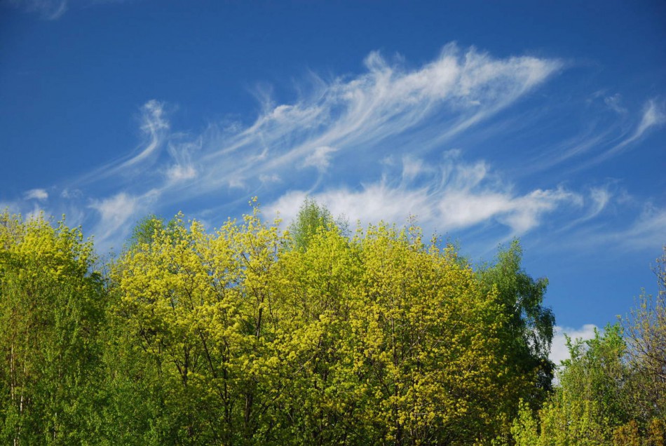 облако над деревьями фото