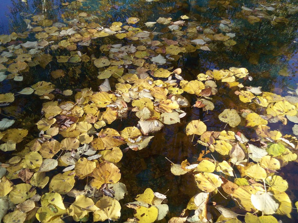 листья на воде