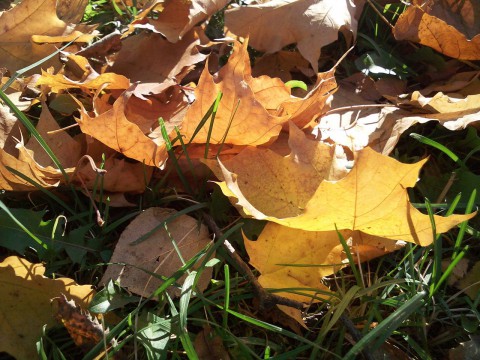 листья на траве