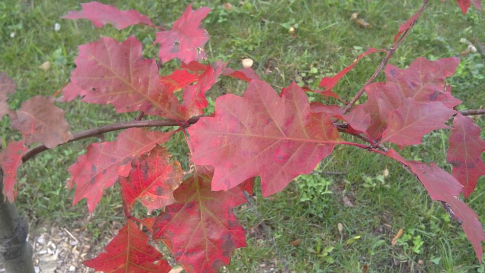 красные листья фото