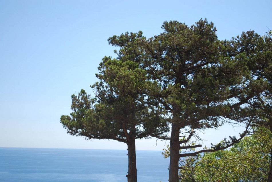 деревья и море