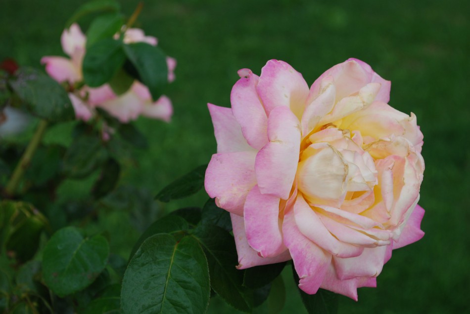 кремово-розовая роза
