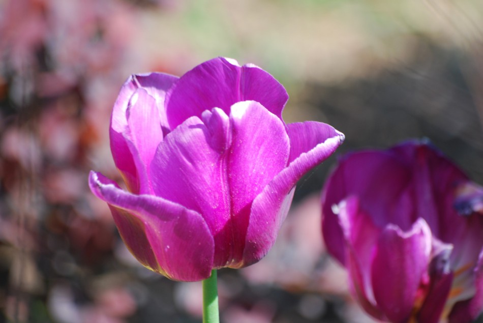 фото фиолетового тюльпана
