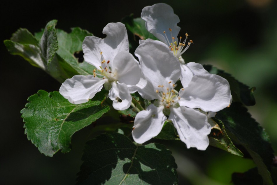 фото цветущей яблони