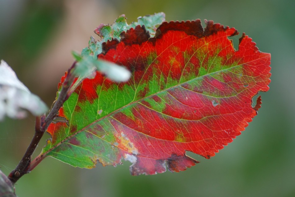 красно-зеленый листок