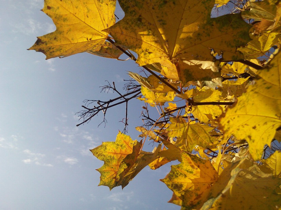 фото желтых кленовых листьев
