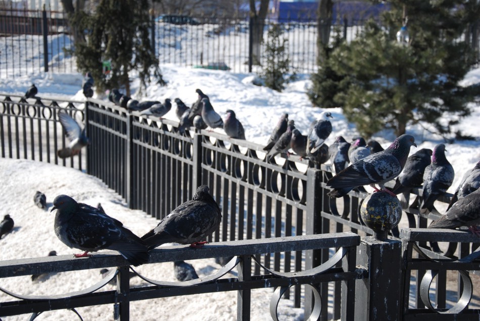 голуби, забор, мороз