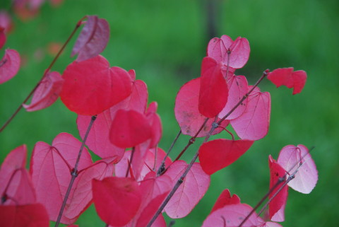 розово-красные листья